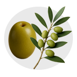 زیتون ها